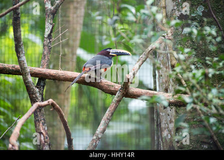 Schnabel schwarz Tukan mit einem beängstigend Looking in Brasilien Stockfoto