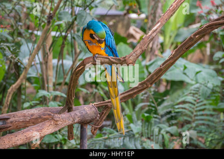 Blau-Ara Papageien Vogel auf einem Ast in Brasilien Stockfoto