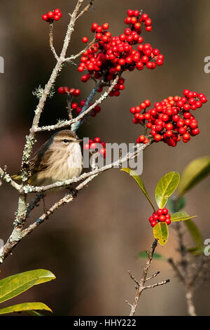 thront gelbe Psephotus warbler Stockfoto