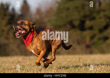 Happy Pet Hund läuft mit Bandana im Feld, Park oder Freifläche Stockfoto