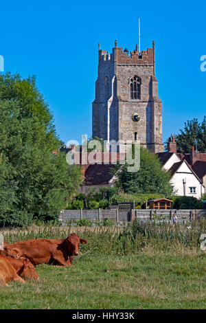 Rinder aus Sömmerung in Sudbury Wiesen, Ruhe der Turm der Allerheiligen-Kirche im Hintergrund Stockfoto