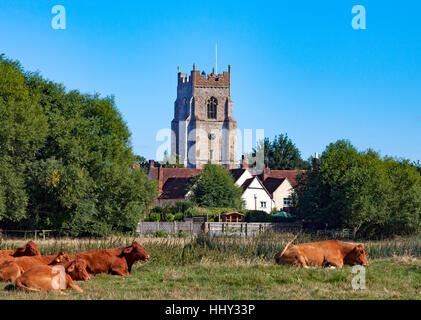 Rinder aus Sömmerung in Sudbury Wiesen, Ruhe der Turm der Allerheiligen-Kirche im Hintergrund Stockfoto