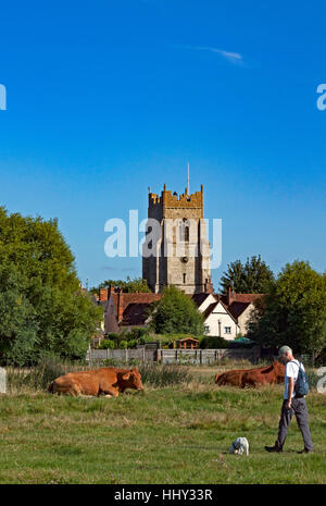 Rinder aus Sömmerung in Sudbury Wiesen, Ruhe der Turm der Allerheiligen-Kirche im Hintergrund Stockfoto