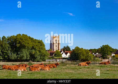 Rinder aus Sömmerung in Sudbury Wiesen, Ruhe der Turm der Allerheiligen-Kirche im Hintergrund Stockfoto