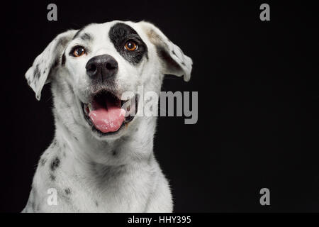 Porträt eines weißen Lächeln Hund (Dalmatiner Mix) auf einem schwarzen nahtlose Hintergrund. Stockfoto