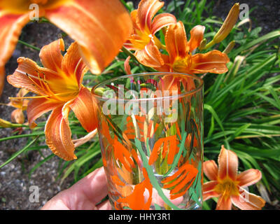 Orange Taglilien und passenden Wasserglas Stockfoto