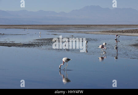 Flamingos in Norte Grande, Chile, Atacama-Wüste, Reserva Nacional Los Flamencos, Laguna Chaxa Fütterung Stockfoto