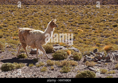 Domestizierte Lama, Atacama-Wüste, Norte Grande, Chile Stockfoto