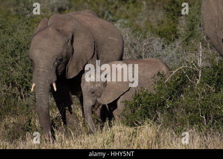 Elefanten-Mutter und Kalb stehend nebeneinander im Buschland, Südafrika Stockfoto