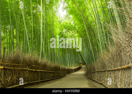 Der Arashiyama Bambushain, eine der Sehenswürdigkeiten von Kyoto, Japan Stockfoto