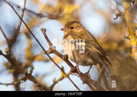 Buchfinken (Fringilla Coelebs) weiblich in Hecke hocken. Kleiner Vogel in der Fink-Familie (Fringillidae) durch Filialen gesehen Stockfoto