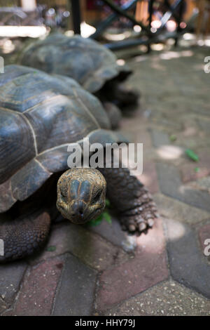 Riesenschildkröte auf Prison Island, Zanzibar Stockfoto