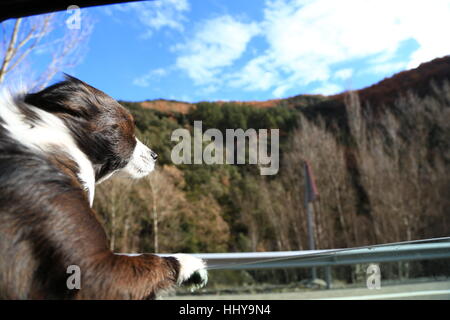 Hund Gefühl frische Luft vor dem Fenster Stockfoto