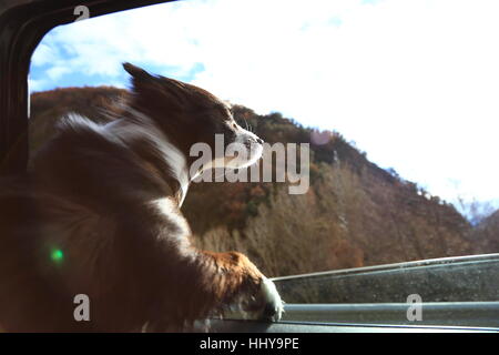 Hund Gefühl frische Luft vor dem Fenster Stockfoto