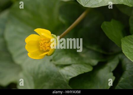 Kleinen Schöllkraut, Ficaria Verna Subsp ficariiformis Stockfoto