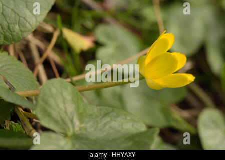 Kleinen Schöllkraut, Ficaria Verna Subsp ficariiformis Stockfoto