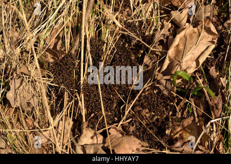 Red Wood Ant, Formica rufa Stockfoto