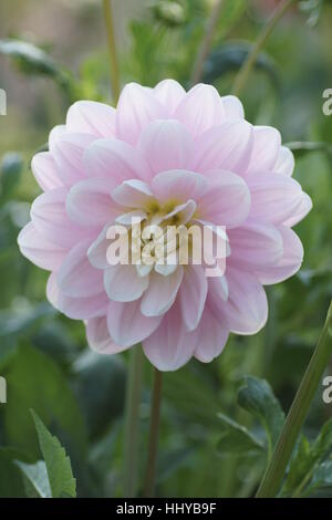 Dahlie "Brackenridge Ballerina" Stockfoto