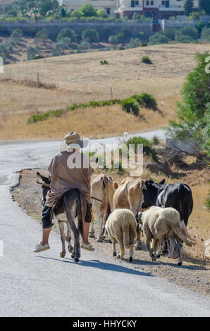 Alte marokkanische Sheperd reiten auf kleinen Esel und Schafe und Kühe auf einer schmalen Teerstraße, Marokko, Nordafrika. Stockfoto