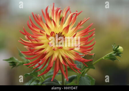Dahlie 'Kenora Sunset' Stockfoto