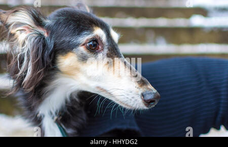 Porträt von Hund Windhund in Wollpullover Stockfoto