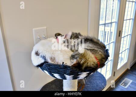 Zwei niedliche Katzen zusammengerollt und kuscheln zusammen am oberen Rand ihrer Katzenhaus Stockfoto