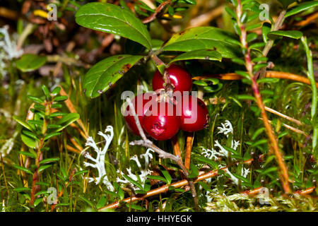 Preiselbeeren, auch Beerentorte oder Preiselbeere (Vaccinium Vitis-Idaea), Kuhmo, Kainuu, Nord Karelien, Finnland Stockfoto