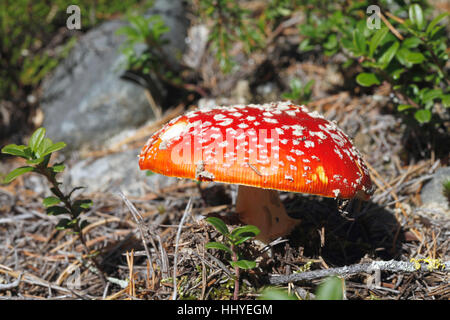 Fly Agaric (Amanita Muscaria), Fliegenpilz, finnischen Taiga, Kuhmo, Kainuu, Nord Karelien, Finnland Stockfoto