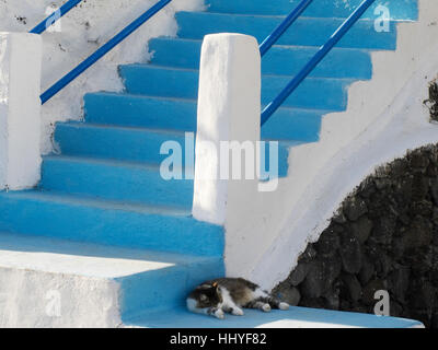 Im Schatten der blauen und weißen Treppe in Puerto Del Carmen Lanzarote schlafende Katze. Stockfoto