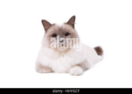 Birma Katze mit blauen Augen vor einem weißen Hintergrund Stockfoto