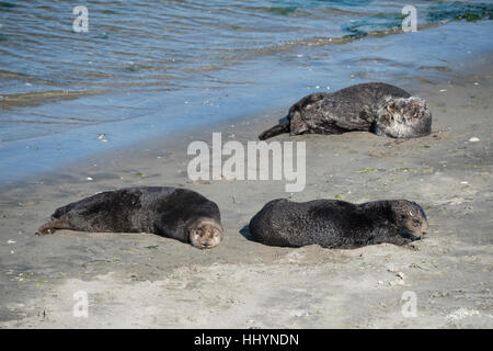 California Seeotter oder südlichen Seeotter, Enhydra Lutris Nereis, sonnen sich am Strand, Elkhorn Slough, Kalifornien, USA Stockfoto