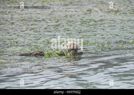 California Sea Otter, Enhydra Lutris Nereis, weiblich mit Nase vernarbt durch Bisse von Männchen während der Paarung, während umhüllt von Seegras, California Stockfoto