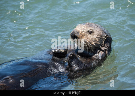 California Sea Otter oder südlichen Seeotter, Enhydra Lutris Nereis (bedrohte Arten), Elkhorn Slough, Moss Landing, California, Vereinigte Staaten Stockfoto