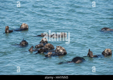 California Seeotter oder südlichen Seeotter, Enhydra Lutris Nereis (bedroht), ruht in einem Floß Elkhorn Slough, Moss Landing, California, USA Stockfoto