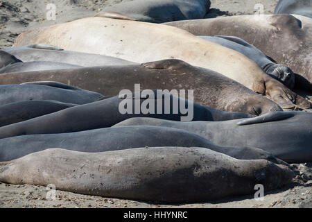 nördlichen See-Elefanten, Mirounga Angustirostris Menschenmenge am Strand wie sie, ihre jährlichen Häutung oder Mauser, Piedras Blancas, Kalifornien, USA durchmachen Stockfoto