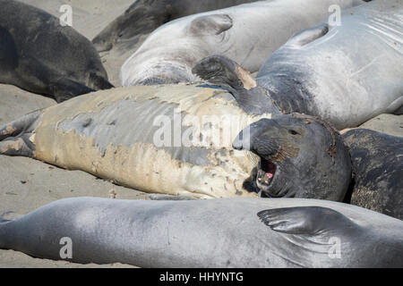 nördlichen See-Elefanten, Mirounga Angustirostris, Fell-Schalen aus ein mürrischer männlichen Siegel durchläuft seine jährliche Häutung oder Mauser, Piedras Blancas, California, USA Stockfoto