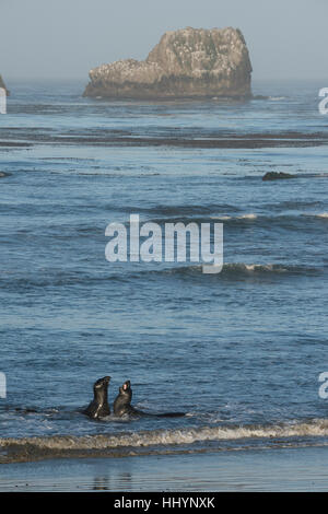 nördlichen See-Elefanten, Mirounga Angustirostris, junge Männer, die um die Vorherrschaft, sparring, Piedras Blancas, San Simeon, Kalifornien, USA (Pazifischer Ozean) Stockfoto