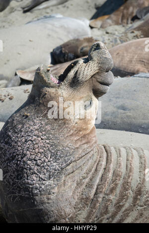 eine männliche nördlichen See-Elefanten, Mirounga Angustirostris, brüllt durch zwingen Luft durch seinen Rüssel, Piedras Blancas, California, USA Stockfoto