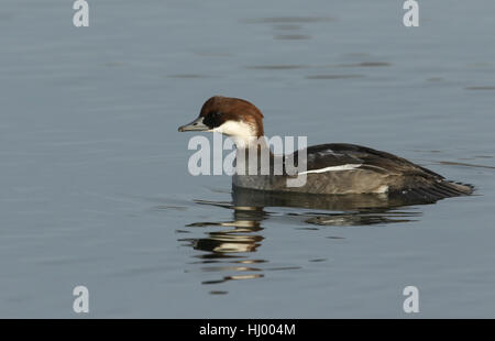 Eine weibliche Zwergsäger (Mergus Albellus) an einem See schwimmen. Stockfoto