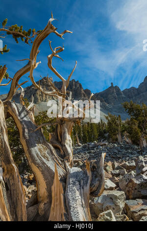 Alten Great Basin Bristlecone Kiefer, Pinus Longaeva, in einem Wäldchen unter Jeff Davis Höchststand im Great Basin National Park, Nevada, USA Stockfoto