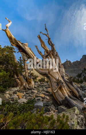 Toten Great Basin Bristlecone Kiefer, Pinus Longaeva, unten Wheeler Peak im Great Basin National Park, Nevada, USA Stockfoto