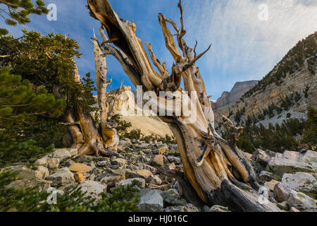 Great Basin Bristlecone Kiefer, Pinus Longaeva, mit Jeff Davis und Wheeler Peaks im Great Basin National Park, Nevada, USA Stockfoto