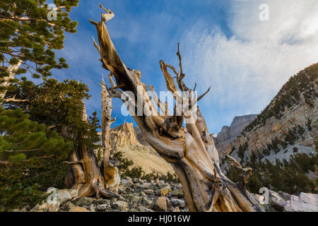 Alte große Bassin Bristlecone Kiefer, Pinus Longaeva, und Jeff Davis und Wheeler Peaks im Great Basin National Park, Nevada, USA Stockfoto