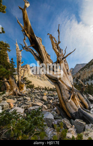 Alte große Bassin Bristlecone Kiefer, Pinus Longaeva, und Jeff Davis und Wheeler Peaks im Great Basin National Park, Nevada, USA Stockfoto