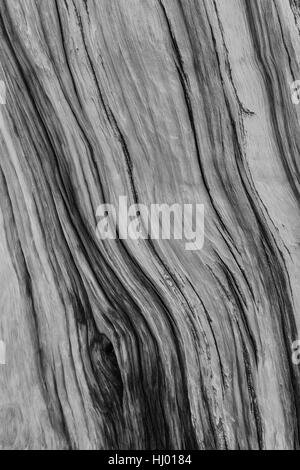 Schöne Maserung des Holzes von einem alten Great Basin Bristlecone Pine, Pinus Longaeva, Great Basin National Park, Nevada, USA Stockfoto