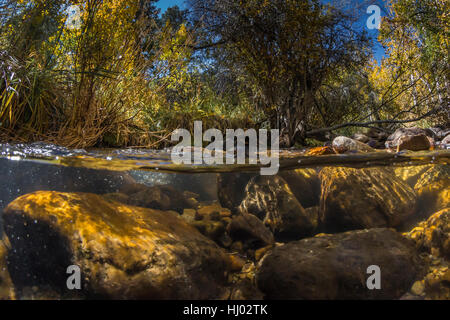 Aufgeteilt über Wasser und Unterwasser-Blick von Lehman Creek im Herbst bei niedriger Lehman Creek Campground in Great Basin National Park, Nevada, USA Stockfoto