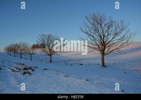 Viele Bäume auf den Sonnenuntergang im Winter mit Schnee Stockfoto