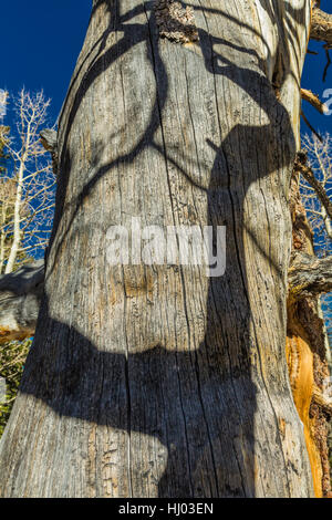 Schatten des Zittern Aspen, Populus Tremuloides aka Beben Aspen, überqueren einen toten Baum im Great Basin National Park, Nevada, Vereinigte Staaten Stockfoto