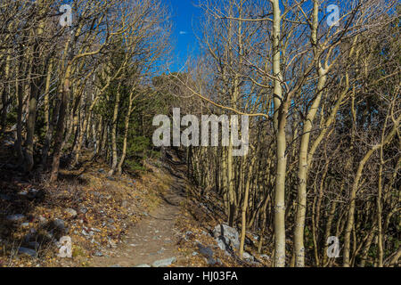 Zitternde Espen, Populus Tremuloides entlang Wheeler Peak Summit Trail, im Spätherbst im Great Basin National Park, Nevada, USA Stockfoto