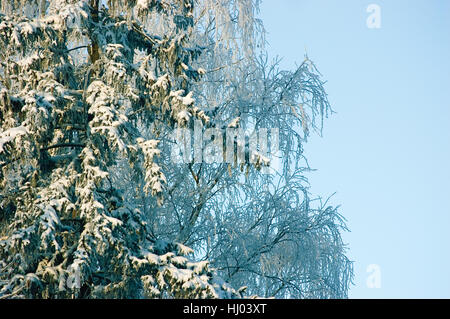 Neuer Schnee Tanne Äste, Birkenzweige, früh Wintermorgen, horizontale closeup Stockfoto